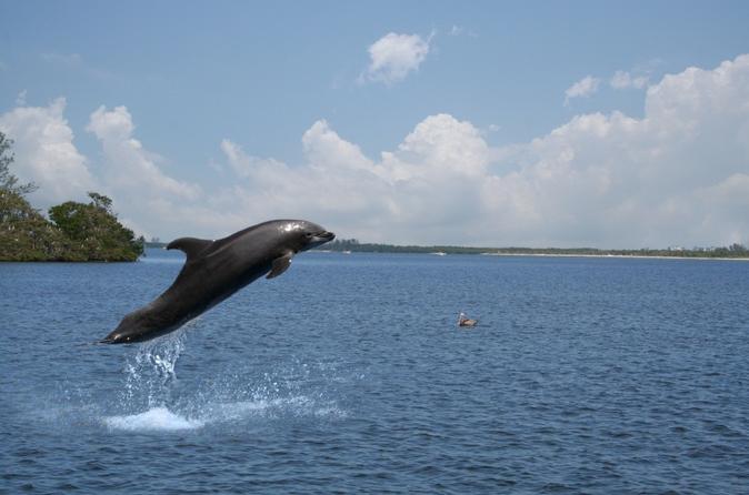 dolphin-jumping-goa