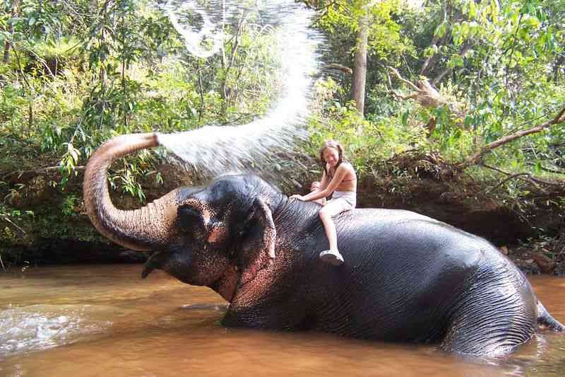 elephant-shower